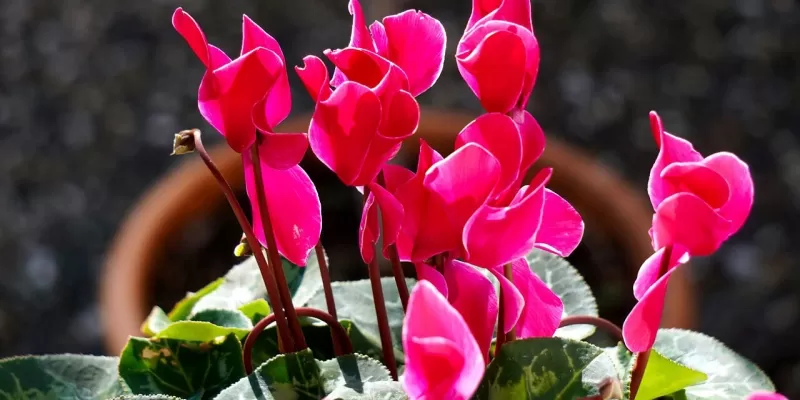 Tout savoir sur le Cyclamen de Perse