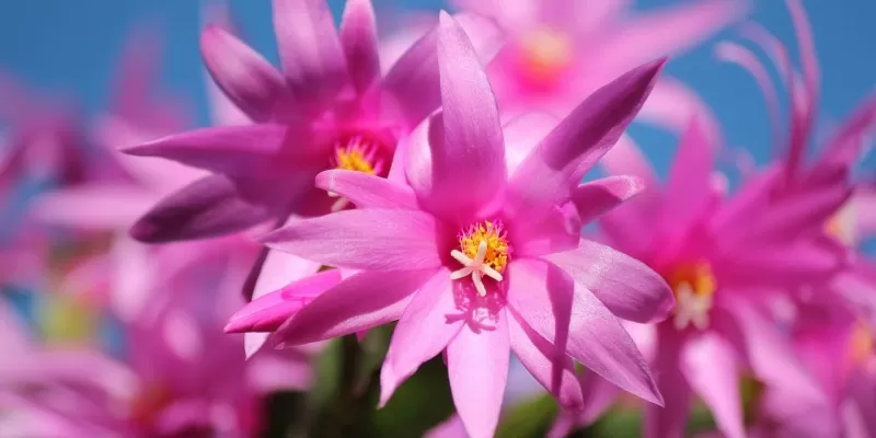 Tout savoir sur le Schlumbergera