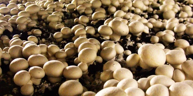 Tout savoir sur le champignon cultivé