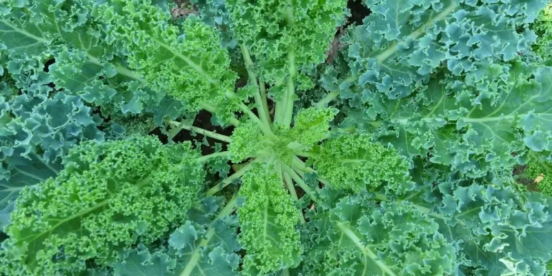 Tout savoir sur le chou kale