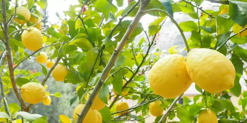 Tout savoir sur le citronnier