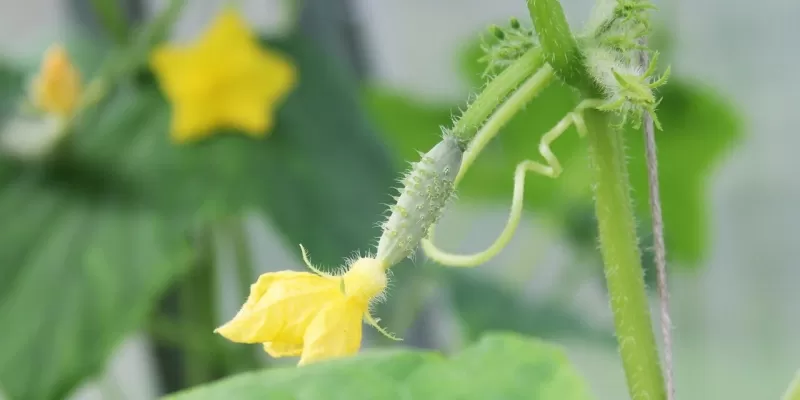 Tout savoir sur le cornichon