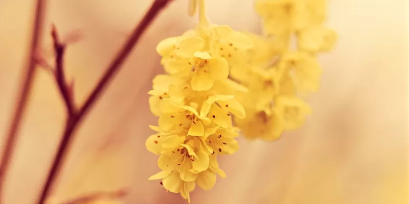 Tout savoir sur le corylopsis