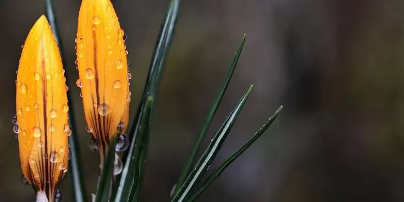 Tout savoir sur le crocus