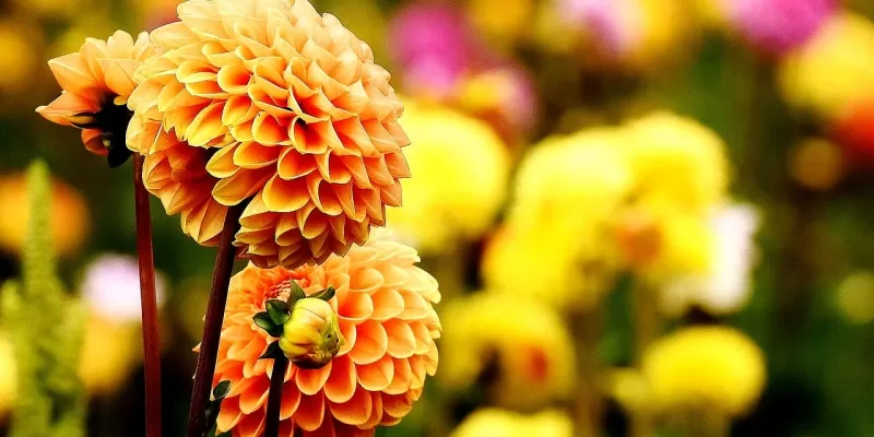 Tout savoir sur le dahlia