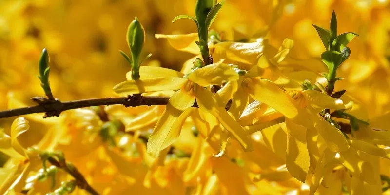 Tout savoir sur le forsythia