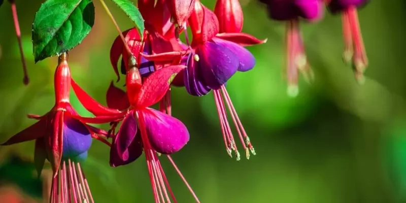 Tout savoir sur le Fuchsia