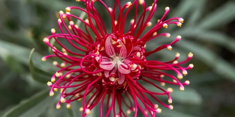 Tout savoir sur le Grevillea