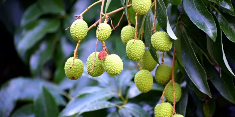 Tout savoir sur le litchi