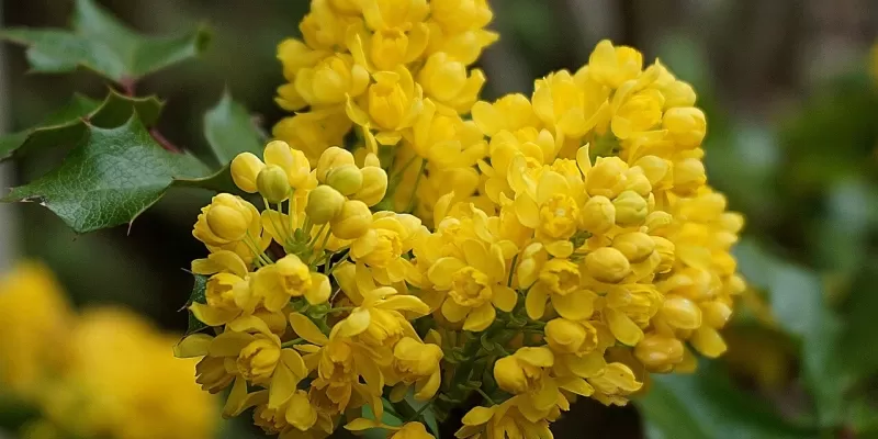 Tout savoir sur le mahonia