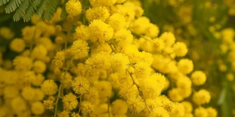 Tout savoir sur le mimosa