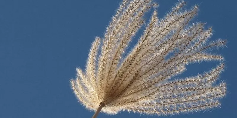 Tout savoir sur le miscanthus