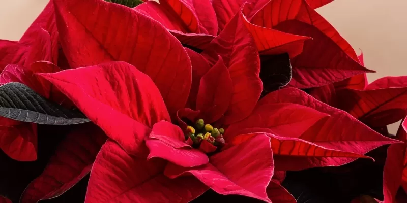 Tout savoir sur le poinsettia