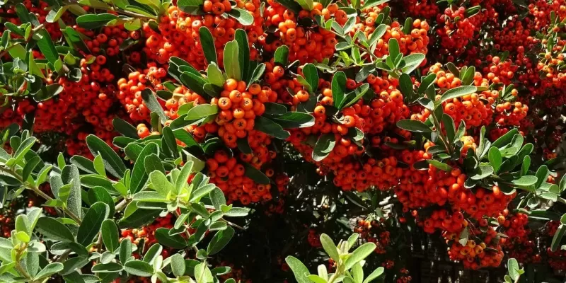 Tout savoir sur le pyracantha