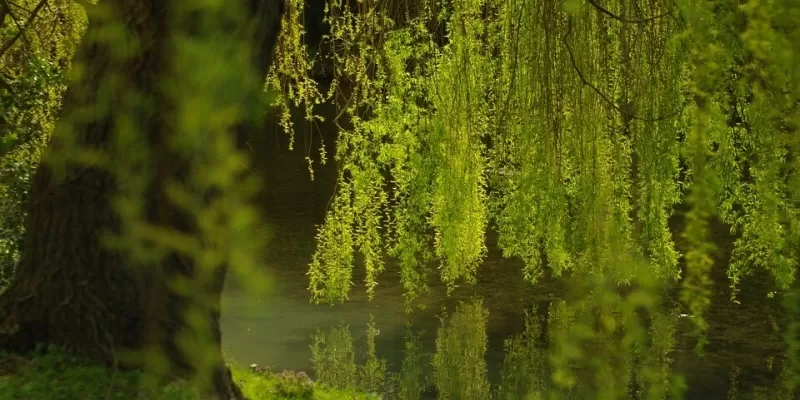 Tout savoir sur le saule