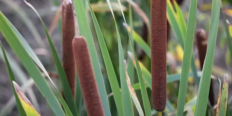 Tout savoir sur le typha