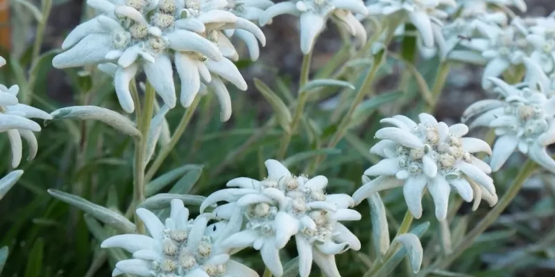 Tout savoir sur l’edelweiss