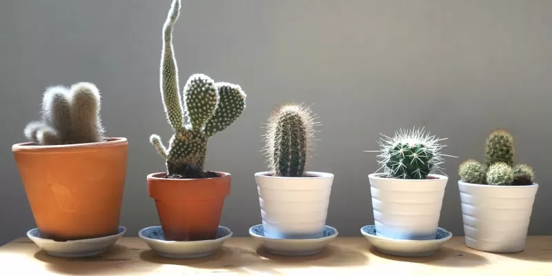 Tout savoir sur les cactus