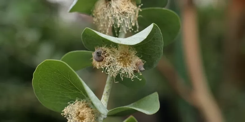 Tout savoir sur l’eucalyptus