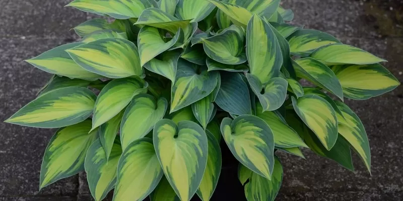 Tout savoir sur l’hosta