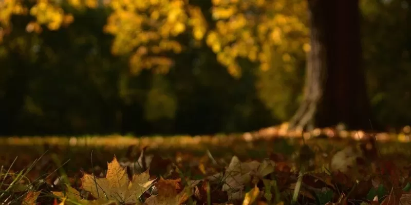 Utiliser les feuilles mortes