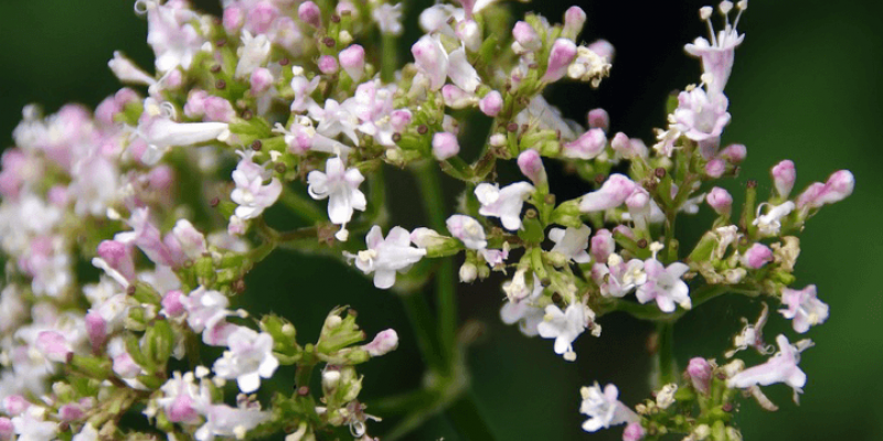 Tout savoir sur la valériane officinale