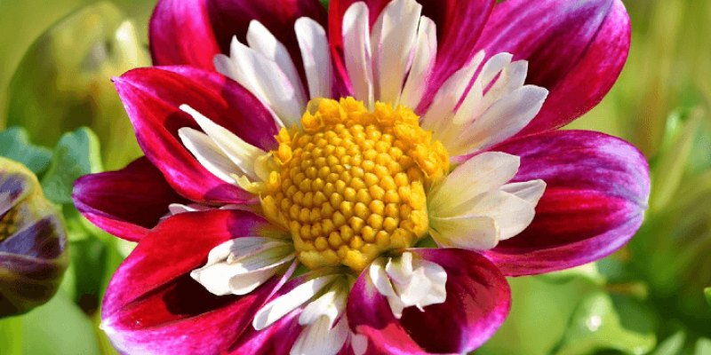 Tout savoir sur le zinnia