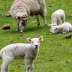 Aliment complet pour moutons - 25kg