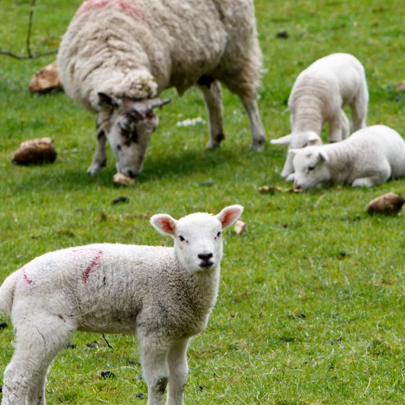 Aliment complet pour moutons - 25kg