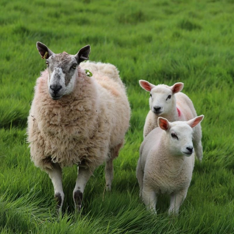 Aliment complet pour moutons - 25kg