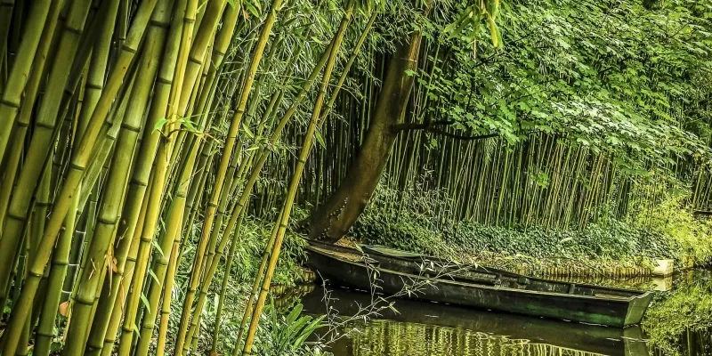 Réussir ses plantations de bambous