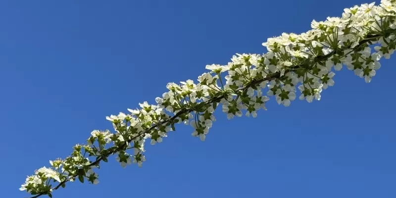 Les arbustes au printemps