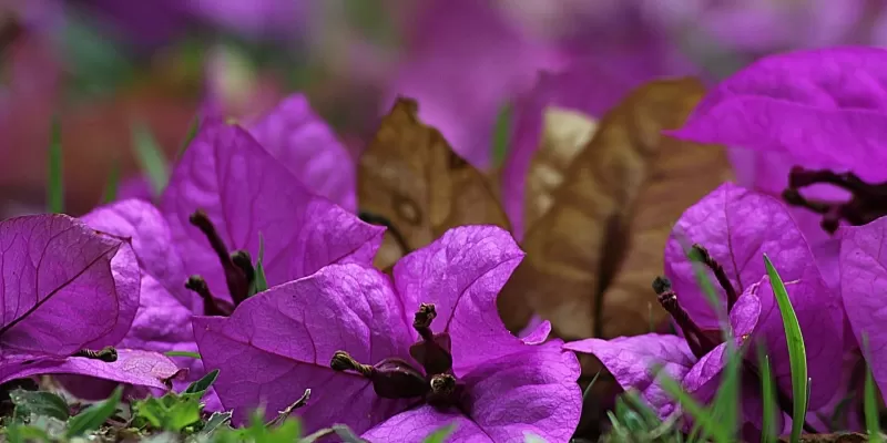 Tout savoir sur le bougainvillier