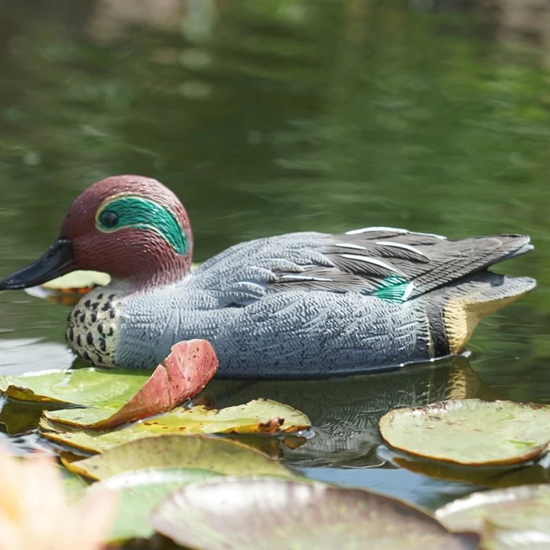 Canard Sarcelle d'hiver décoratif