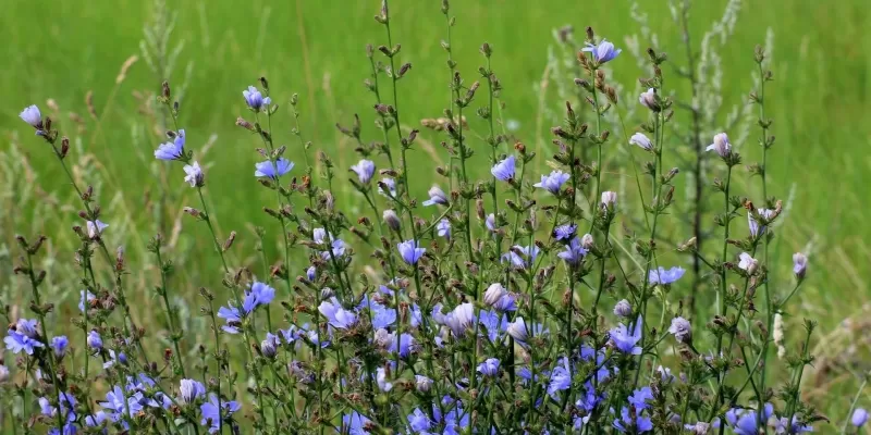 Laisser pousser les mauvaises herbes