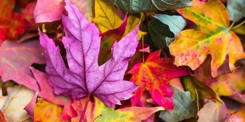 Planter en automne