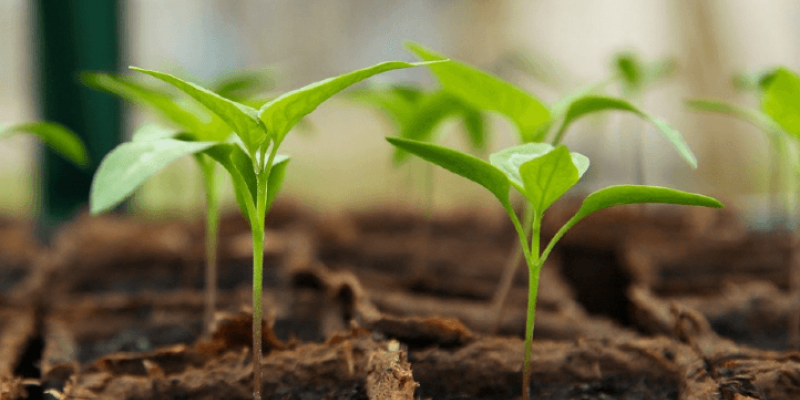 Cultiver les légumes sous-serre