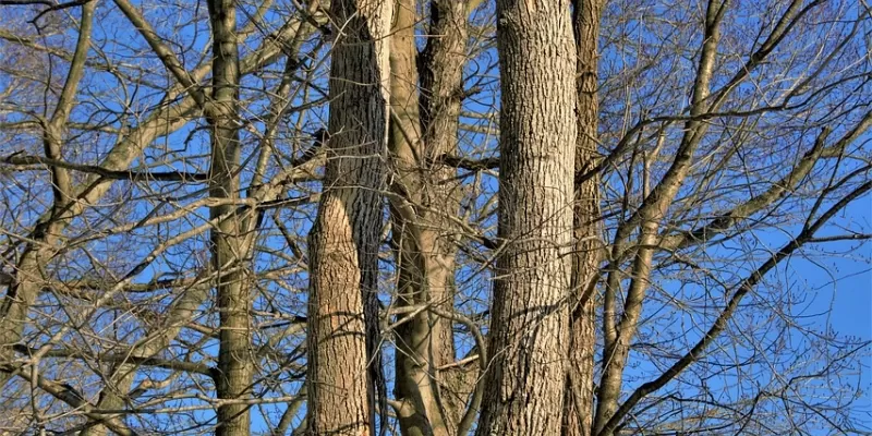 Élaguer un arbre