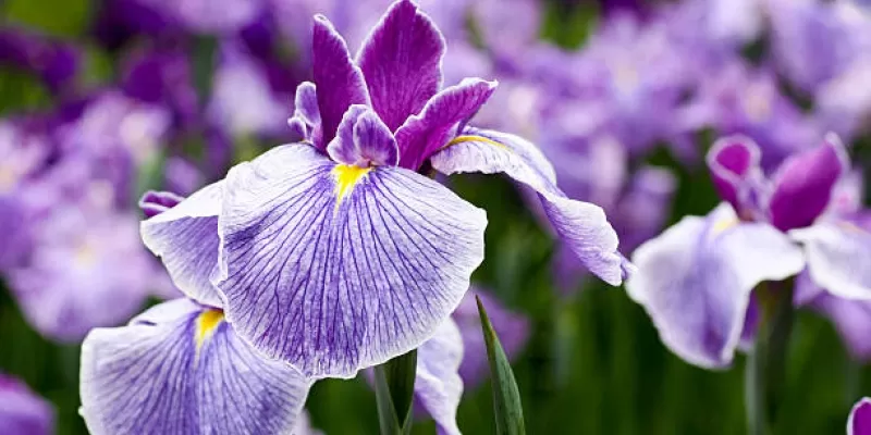 Tout savoir sur l’iris