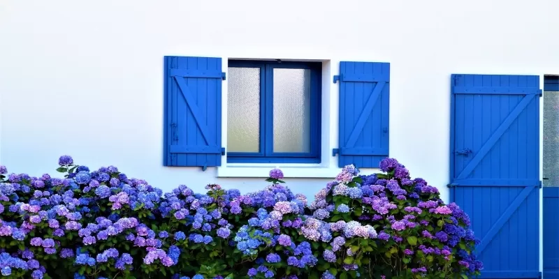 Tout savoir sur l’hydrangea