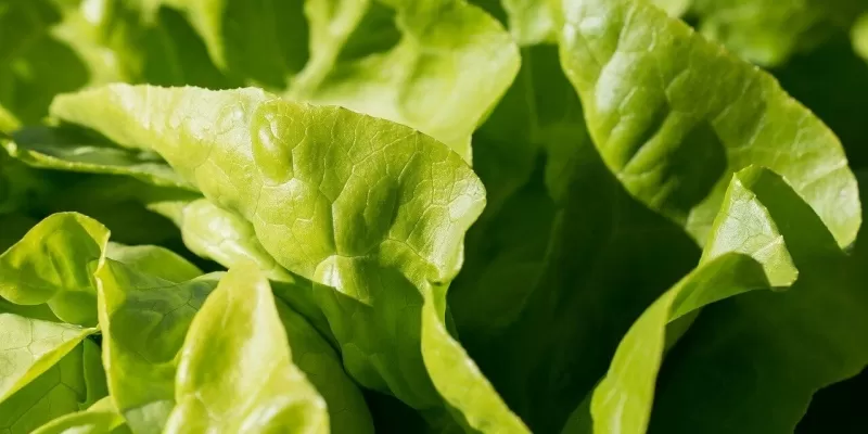 Comment utiliser la cloche à salade ?