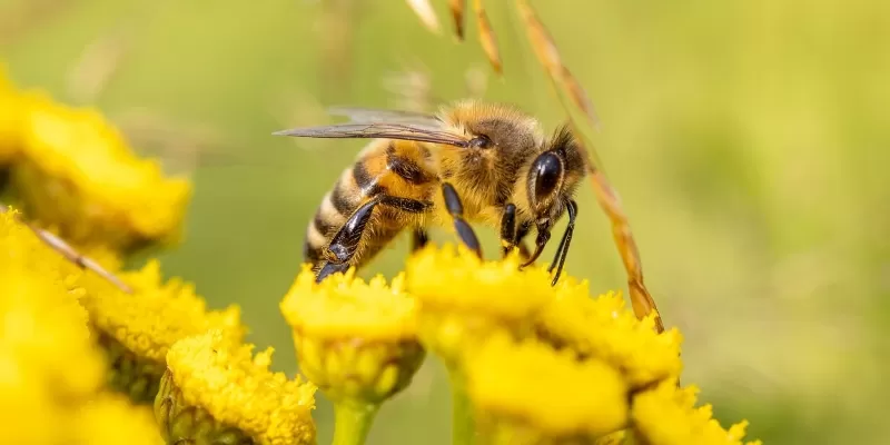 Le rôle des abeilles