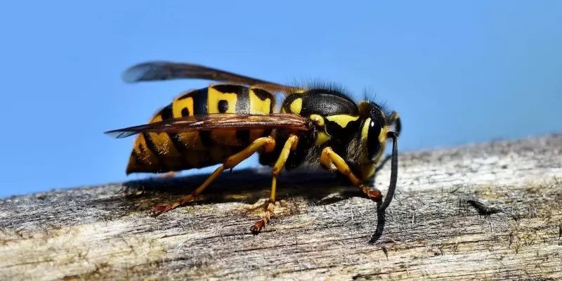 Éloigner les guêpes et les abeilles