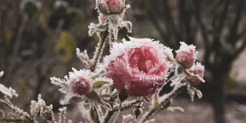 Le gel au jardin