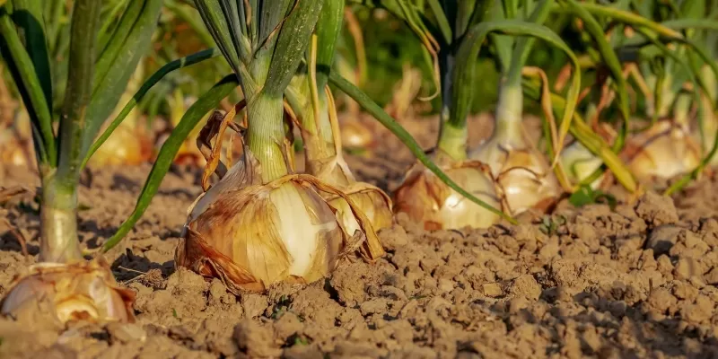 Enrichir la terre de son jardin