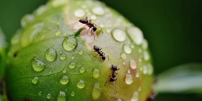 Comment protéger vos plantations des nuisibles ?