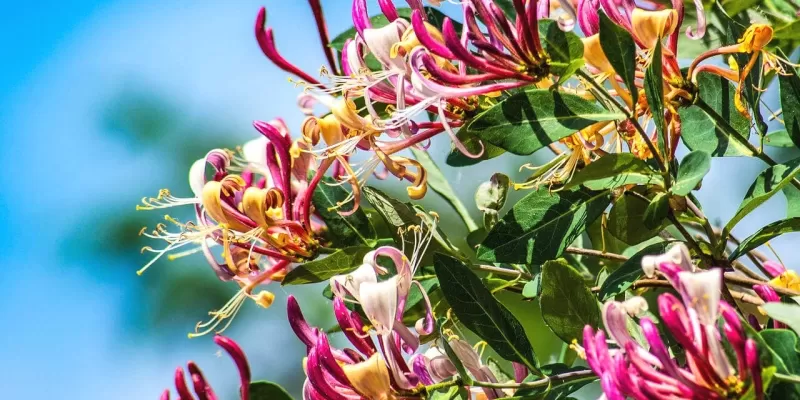 Plantes qui fleurissent en hiver