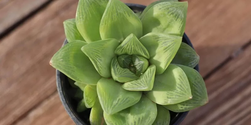 Plantes pour salle de bain sans fenêtre