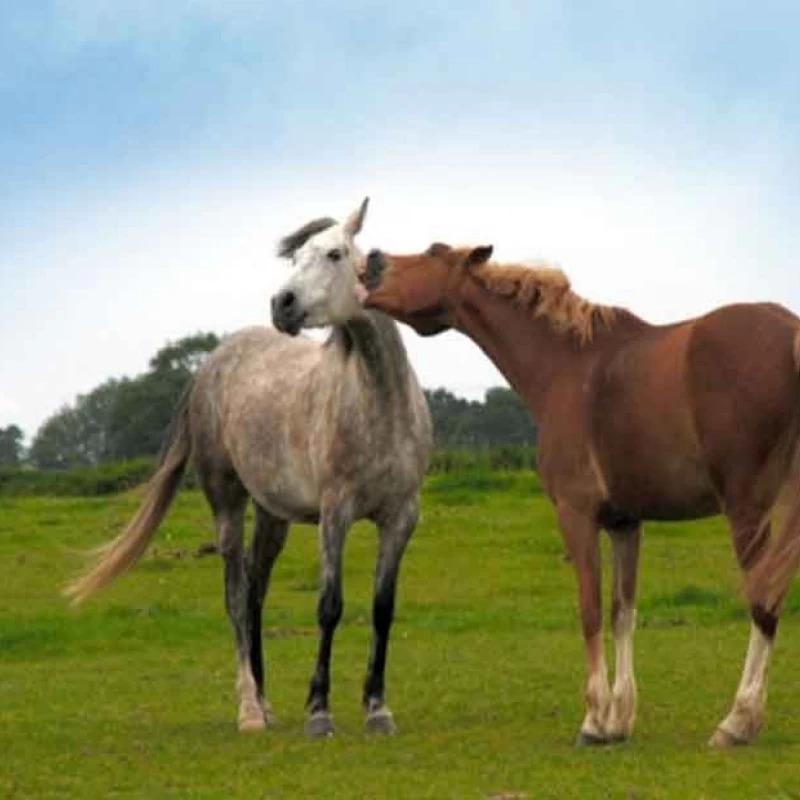 Semence pour prairie - Chevaux N°2 - sol humide