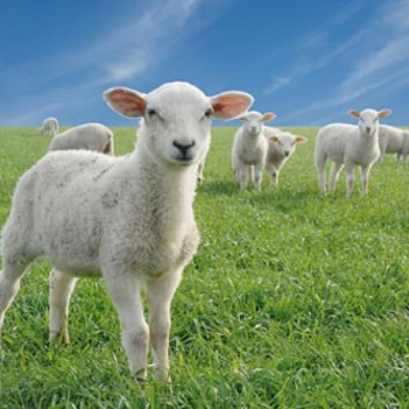 Semence pour prairie de moutons